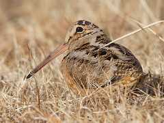  - American Woodcock
