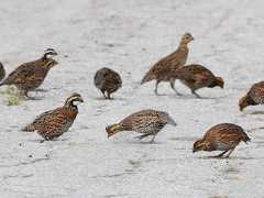 - Northern Bobwhite