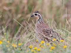  - Northern Bobwhite