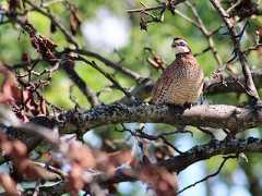  - Northern Bobwhite