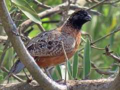  - Northern Bobwhite (Masked)
