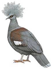 Illustration of dark bird - Western Crowned-Pigeon
