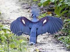 Display - Western Crowned-Pigeon