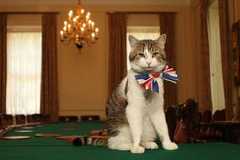 Larry the cat marks 15 years as No 10's mouse catcher The Downing Street Cat Gets In The Royal Wedding Spirit