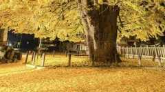 広島・安芸太田の〝樹齢1100年〟大銀杏に9.1万人感嘆　黄金色に染まる...圧巻の幻想空間