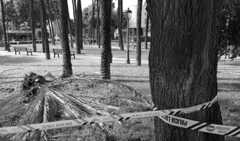 Los fuertes vientos pese a que no hay alerta obligan a Dénia a cerrar plazas y parques por segunda vez en 48 horas