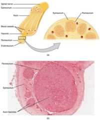 Nerve structure