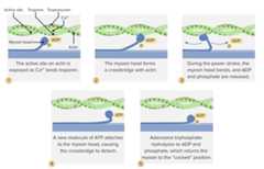 The process of cross-bridge cycling