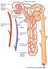 Blood flow in nephron