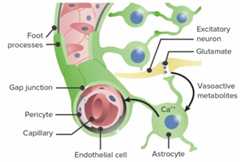 Cells and structures of the blood–brain barrier