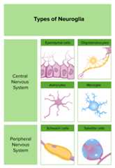 Types of neuroglia and their locations