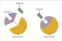 Coenzymes role Coenzyme's role