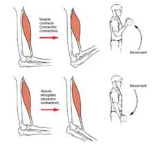 Concentric vs. Eccentric contractions