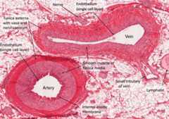 Cross-section of artery and vein
