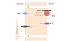 Effects of tubular flow rate on potassium excretion