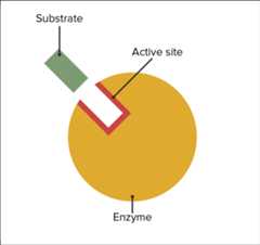 Enzyme Enzyme