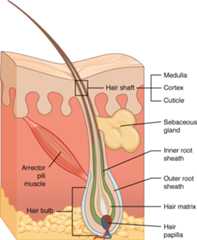Follicular pilosebaceous units and sebaceous gland duct