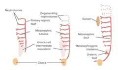 Graphical summary of the developing kidney