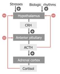 Hypothalamic-pituitary-adrenal cortex axis flowchart