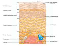 Layers of the epidermis