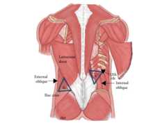 Lumbar triangles
