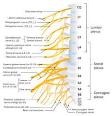 Lumbosacral plexus