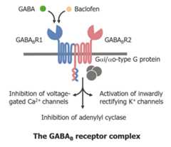 Mechanism of action of baclofen