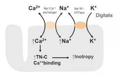 Mechanism of action of digoxin