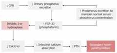 Mechanism of secondary hyperparathyroidism in ckd