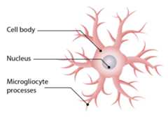 Structure of microglia