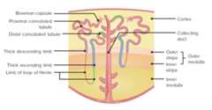 Nephron anatomy
