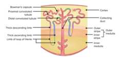 Nephron anatomy