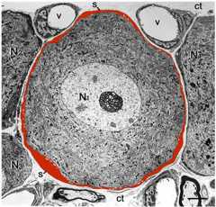 Satellite glial cell sheath