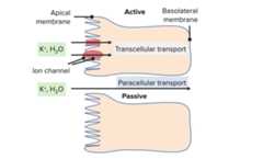 Paracellular transport of potassium