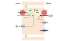 Potassium movement at the loop of henle