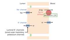 Potassium movement in the principal cell