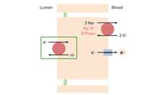 Potassium regulation at the α-intercalated cell