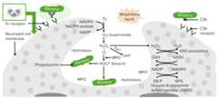 Process of phagocytosis in neutrophils