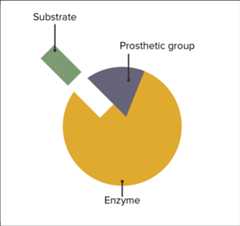 Prosthetic group The interaction between enzymes, prosthetic groups, and substrate attachment.