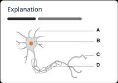 Qbank mcat explanation min Diagram of a neuron showing dendrites, cell body, axon, and axon terminals.
