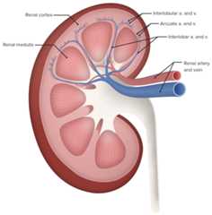Renal circulation (diagram)