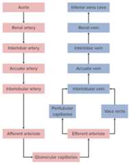Renal circulation