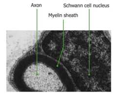 Myelinated axon