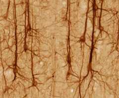 Neurons