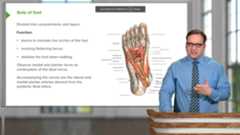 Lecturio's Anatomy Course with Prof. Pickering