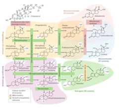 Overview of the steroidogenesis pathways