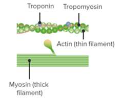 Structure of actin and myosin
