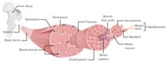 Structure of skeletal muscle