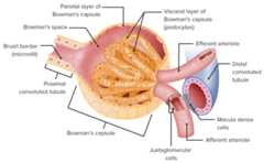 Structure of the renal corpuscle