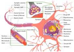 Structure of a neuron
